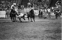 Phillip Andrews Steer wrestling