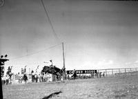 [Unidentified Cowboy riding bronc at the Casper Rodeo]