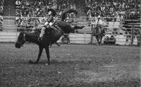 Brad Mattox on Miss Black