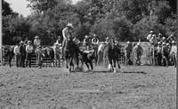 Chris Lybbert Steer wrestling