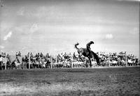 [Unidentified Cowboy riding airborne Bronc with spectators and stands in background]