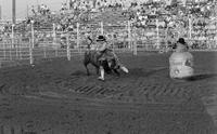 Unidentified Rodeo clowns Bull fighting