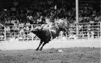 Reno Livingston on Bull #188