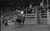 Art Ray on Bull #33