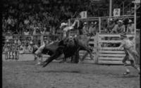 Rob McDonald on Bull #172