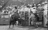 Geo. Fitzgerald on Bull #100