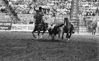 Michael Batson Steer wrestling