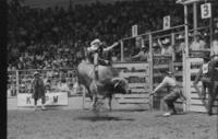Billy Hedgepeth on Bull #K3