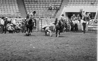 Matt Wynn Steer wrestling