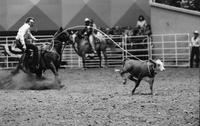 Clay Tom Cooper Calf roping