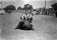 [Possibly Cecil Cornish sitting on belly of steer]