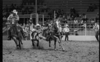 Todd B. Fox Steer wrestling