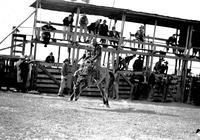 Jim Trice on "Play Boy" Arcadia Rodeo