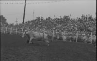 Lynn Moore on Bull #11