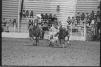 Curtis Park Steer wrestling