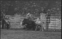 Waley Cathey on Bull # S7