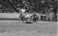 Wade Berry Steer wrestling