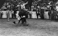 Gene Owen on Bull #51