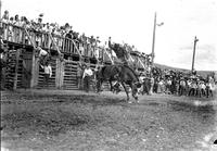 [Unidentified Cowboy riding and staying with Saddle Bronc with chutes behind]