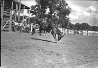 [Unidentified Cowboy riding and staying with saddle bronc]