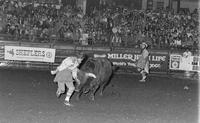 Unidentified Rodeo clowns fighting Bull Chubby