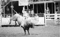 Clint Branger on Bull #182