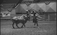 Unidentified Rodeo clowns Bull fighting