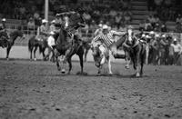 Marty Musil Steer wrestling