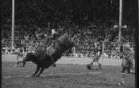 Jay Cochrane on Bull #162