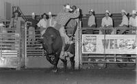 Paul Wiederholt on Bull #121
