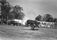 [Unidentified fallen steer rider with steer hovering above him]