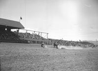 Fox O'Callahan Calf Roping 24.1 sec