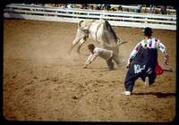 Unidentified Rodeo clown Bull fighting