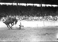 [Unidentified Cowboy leaving bronc into arena floor with right knee & left hand absorbing impact]