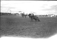 [Unidentified Cowboy leaving side of bronc with rear legs collapsed, Ferris Wheel in background]