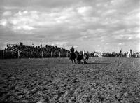 Chuck Shepard Steer Wrestling