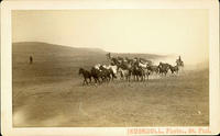 Cowboys herding horses