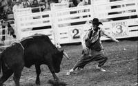 Rodeo clown Rex Dunn Bull fighting