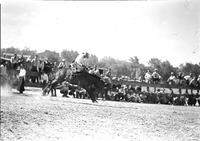 [Unidentified Cowboy, his rear on back of saddle and his boots coming out of stirrups]