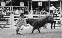 Rodeo clown Rex Dunn Bull fighting