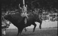Jim Sharp on Bull # 113