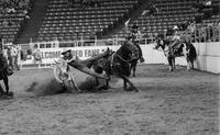 Jim Whiting Steer wrestling