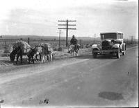 [Mule Pack team, rider and automobile on road]