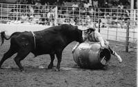 Rodeo clown Leon Coffee Bull fighting