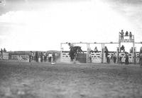 [Unidentified cowboy riding bronc]