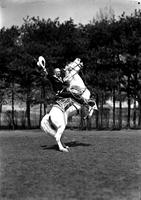 [Possibly Cy Compton on rearing horse with hat in hand; trees and building in background]