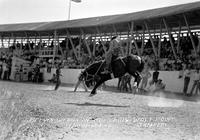 Melvin Weasa on "Joe Louis" Wolf Point Stampede