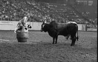 Rodeo clown Ted Kimzey Bull fighting