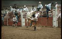 Jerry Wright on Bull #59