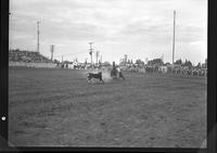 Sherman Sullins Calf Roping